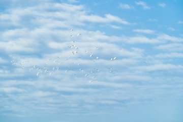 0AF77D29-66FA-42B1-BF31-259228BC4586/L0/001