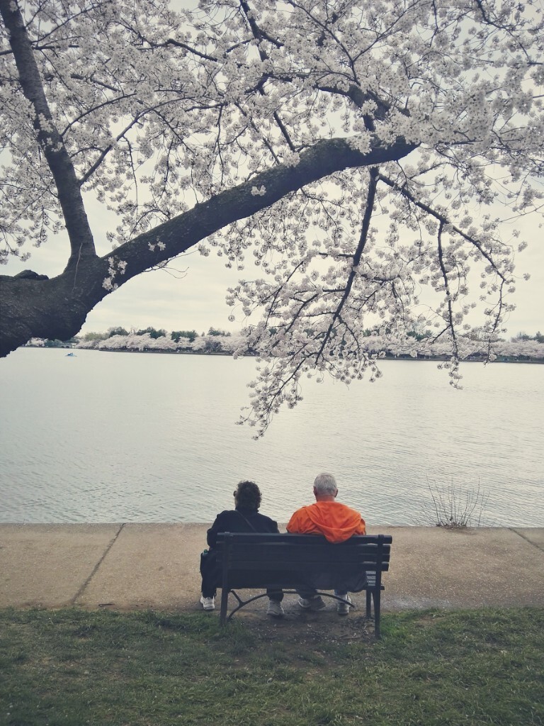 一对坐在湖边赏樱的老夫妇