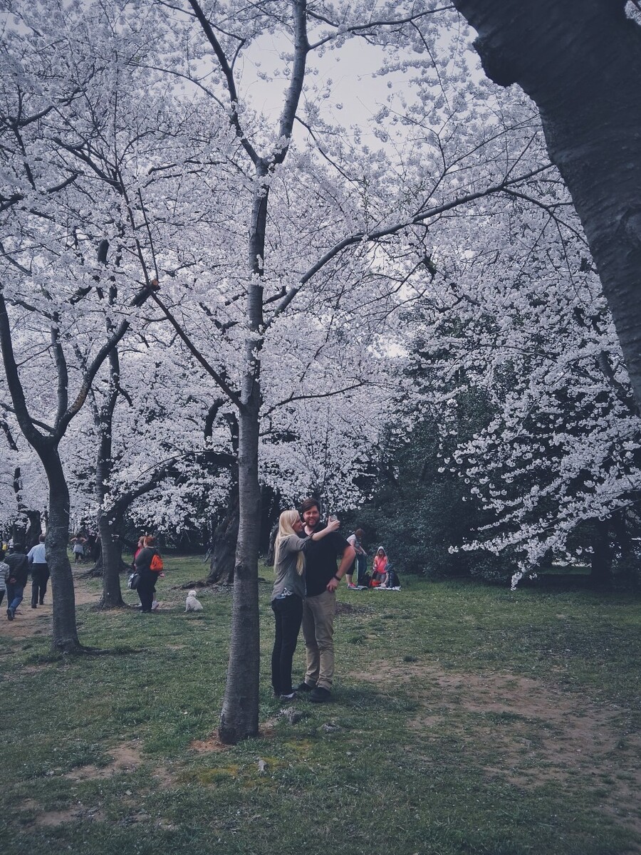 路上全是拍照的人，携着爱人的手走在樱花树下，大概再浪漫不过了吧