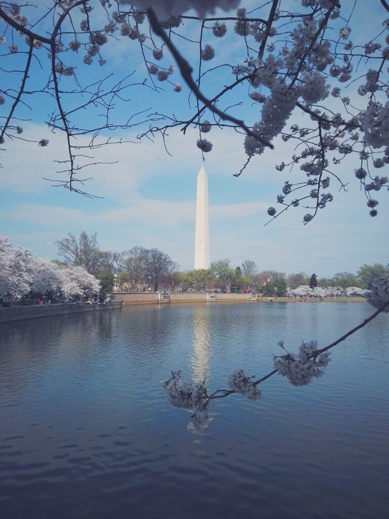 呆了三天唯一一天的蓝天，绝对不能错过樱花下的华盛顿纪念碑。