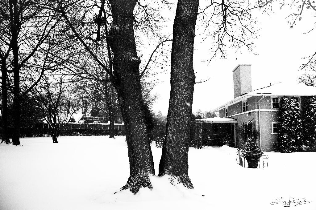 绝望的那一瞬间，心里像落满了雪。就像这棵树，我站在那，任凭冰天雪地。
