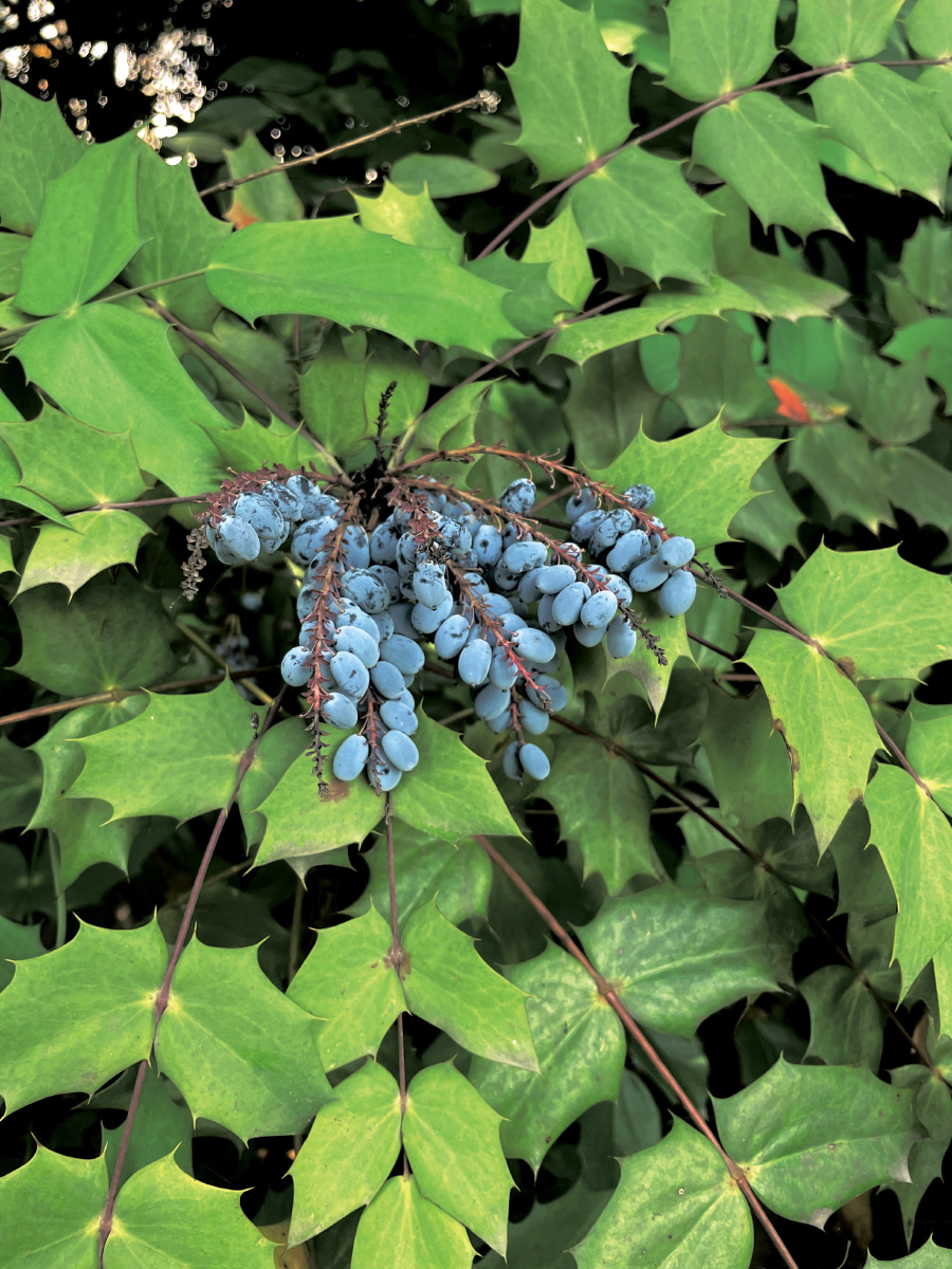 植物 十大功劳 - liaott - 图虫