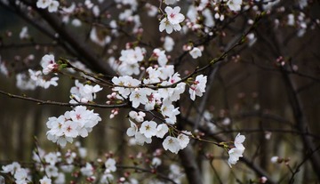 0DSC_0986.jpg