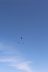 1000001736