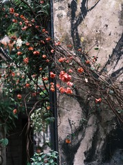 CAAA7A75-C02C-4AFF-A755-F0E111D85BEE/L0/001