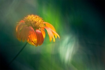 花草-1.jpg