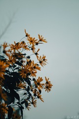 1000172525