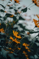 1000172523