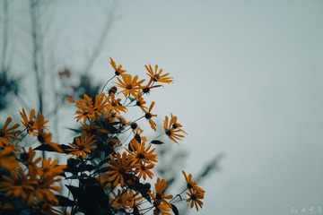 1000172524