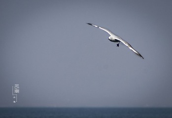 IMGP1136-Edit
