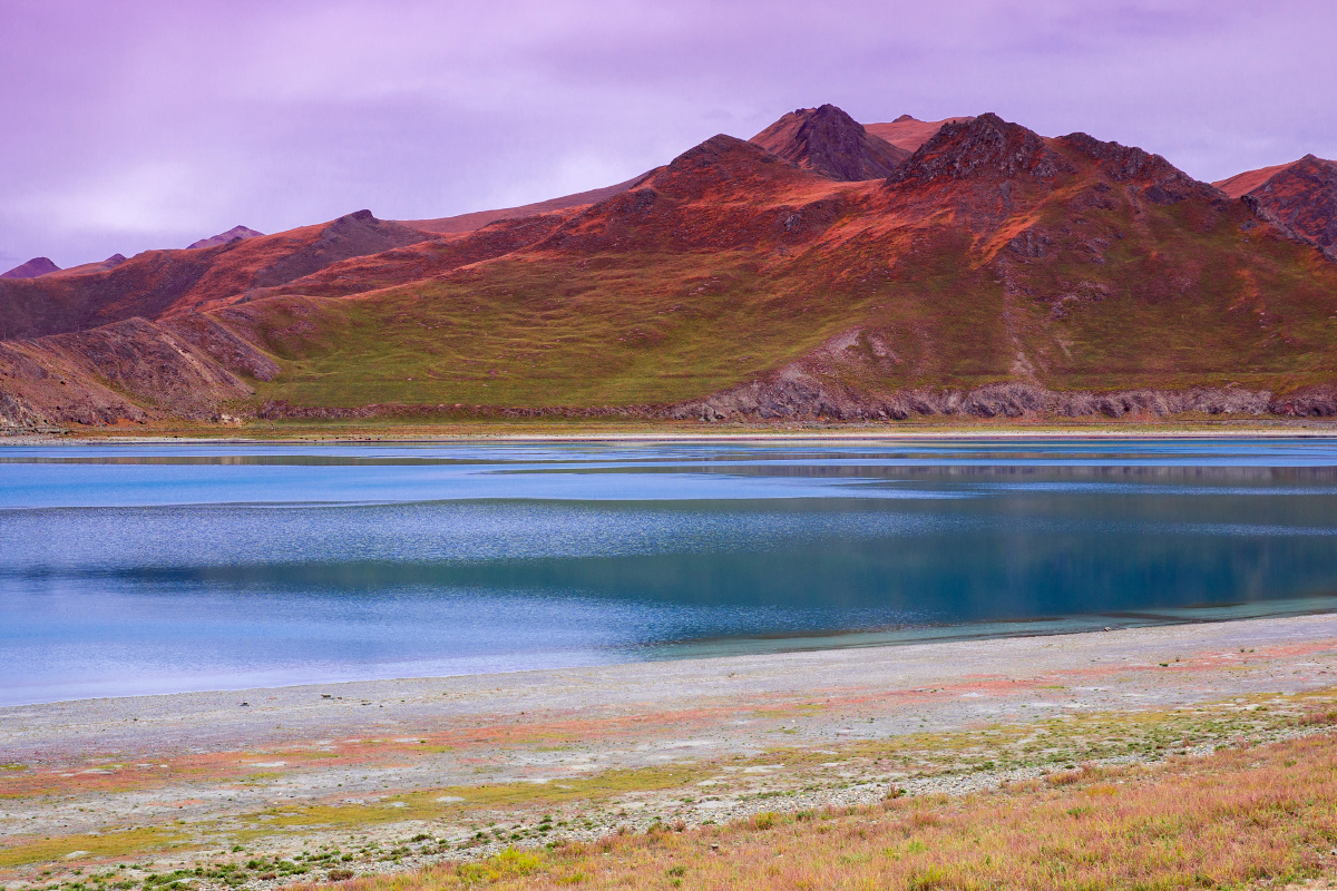 羊卓雍措湖的鱼,羊卓雍措湖鱼,羊卓雍措湖_大山谷图库