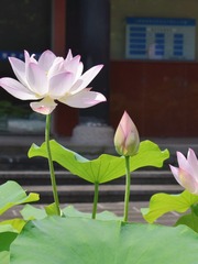 2F96A590-97CF-458B-8D35-67E6BAE595E4/L0/001