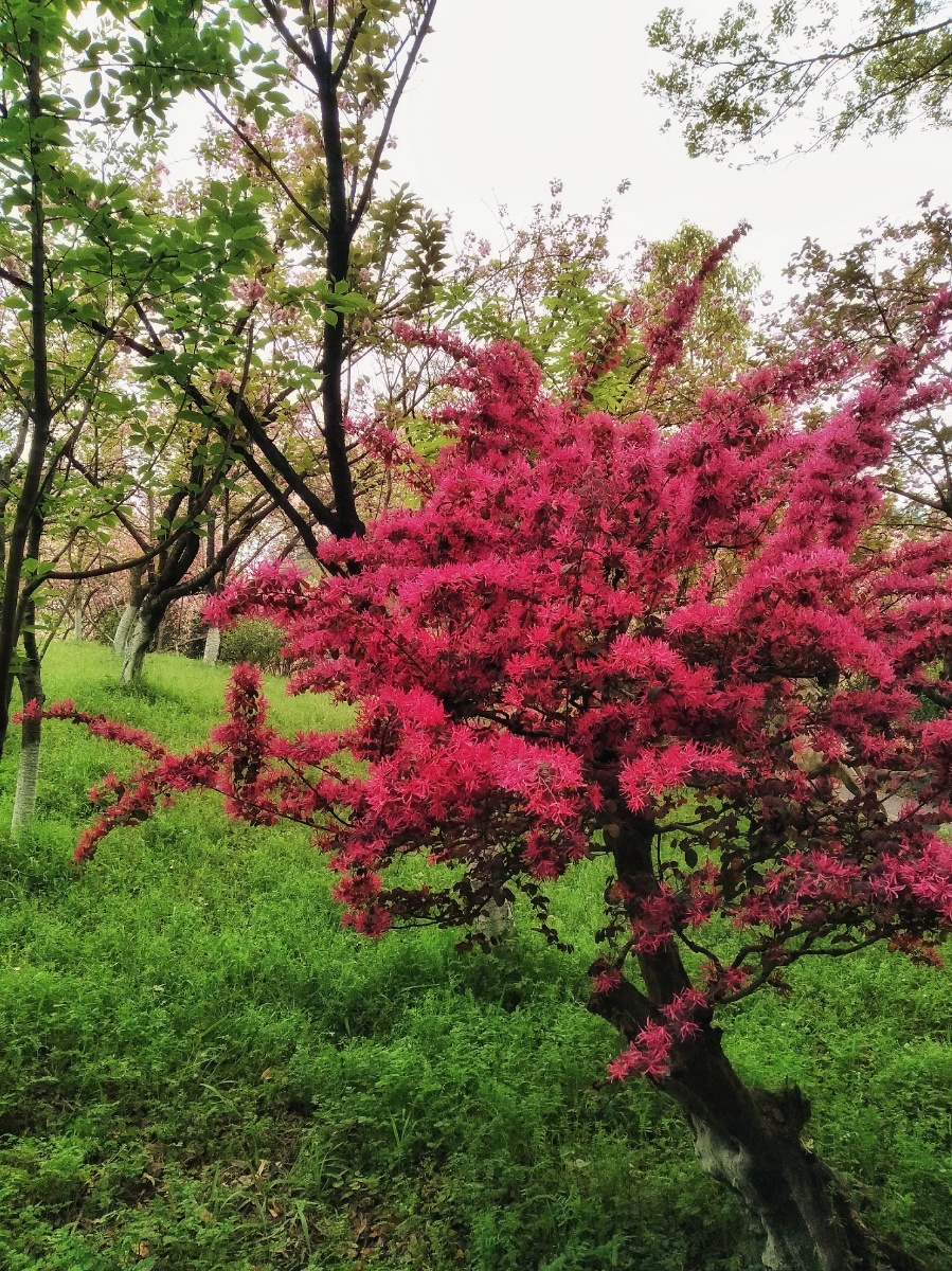 红枫- 晋彰 - 图虫