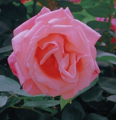 05BF5BE7-C4C2-498A-87C5-02E17E6F73AC/L0/001