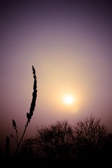 DSC_0500.jpg