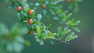 5555C0DA-20E2-40D0-918F-63D25E2922E8/L0/001