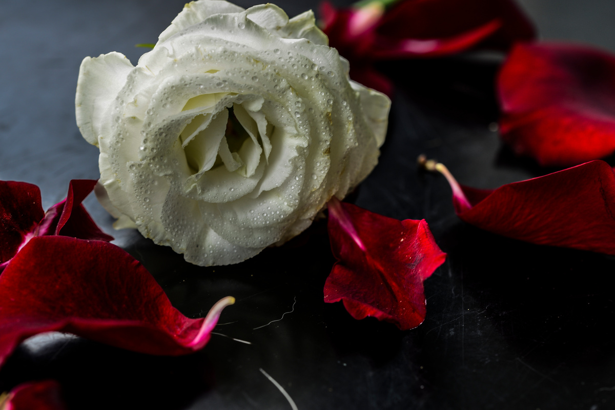 在忧伤时是一个角落   在欢乐时是一盏青灯   ——阿多尼斯(黎巴嫩)