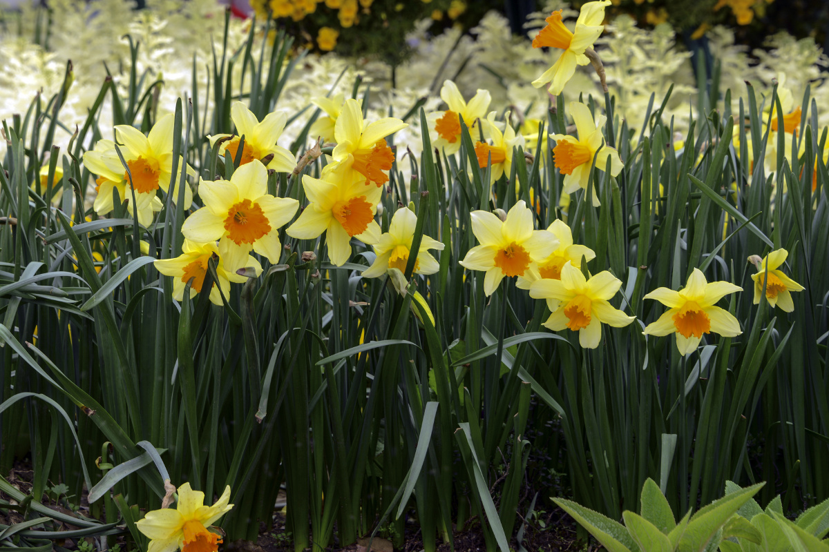 雁遇之花西洋水仙