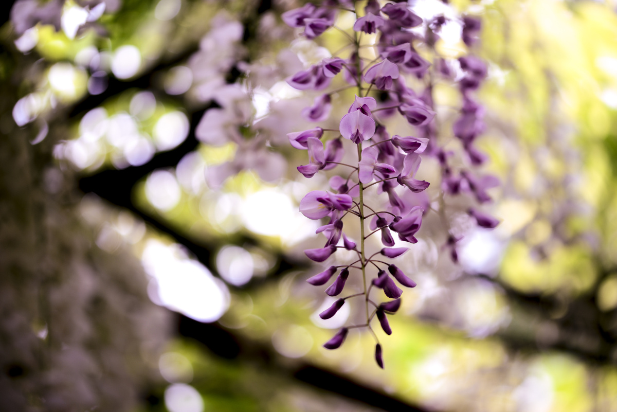 粉色的紫藤花,晕染了空气.