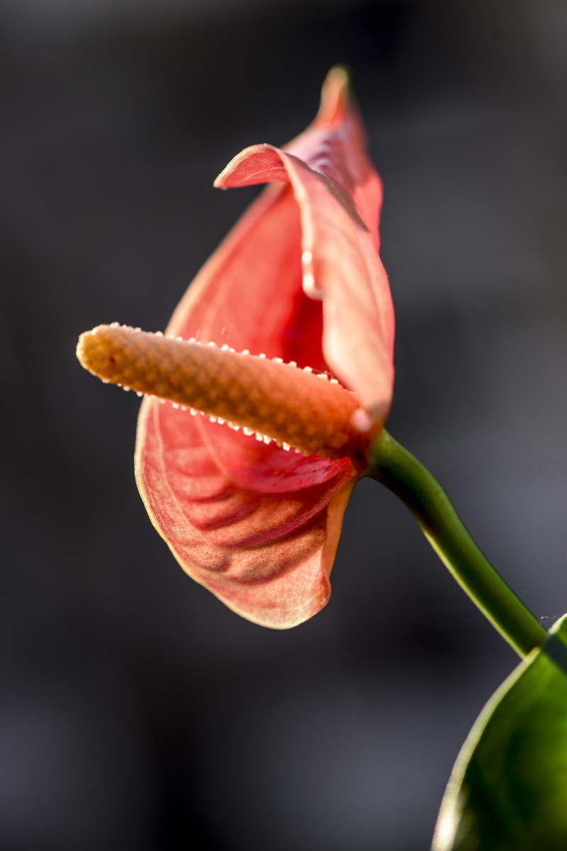 雁遇之花安祖花