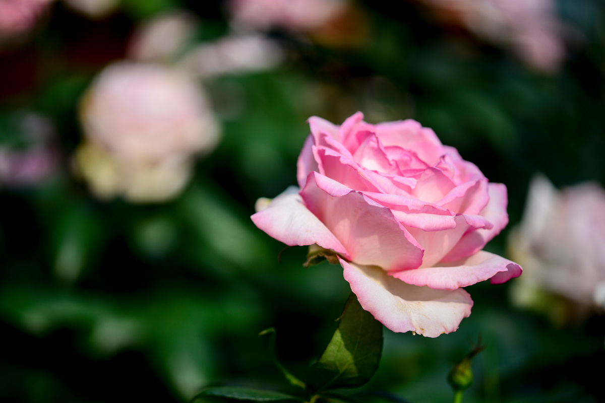 阿多尼斯的玫瑰六