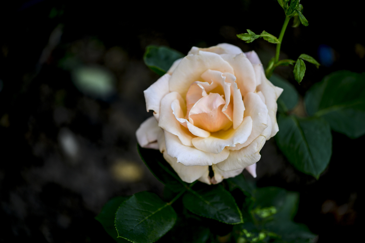 阿多尼斯的玫瑰七