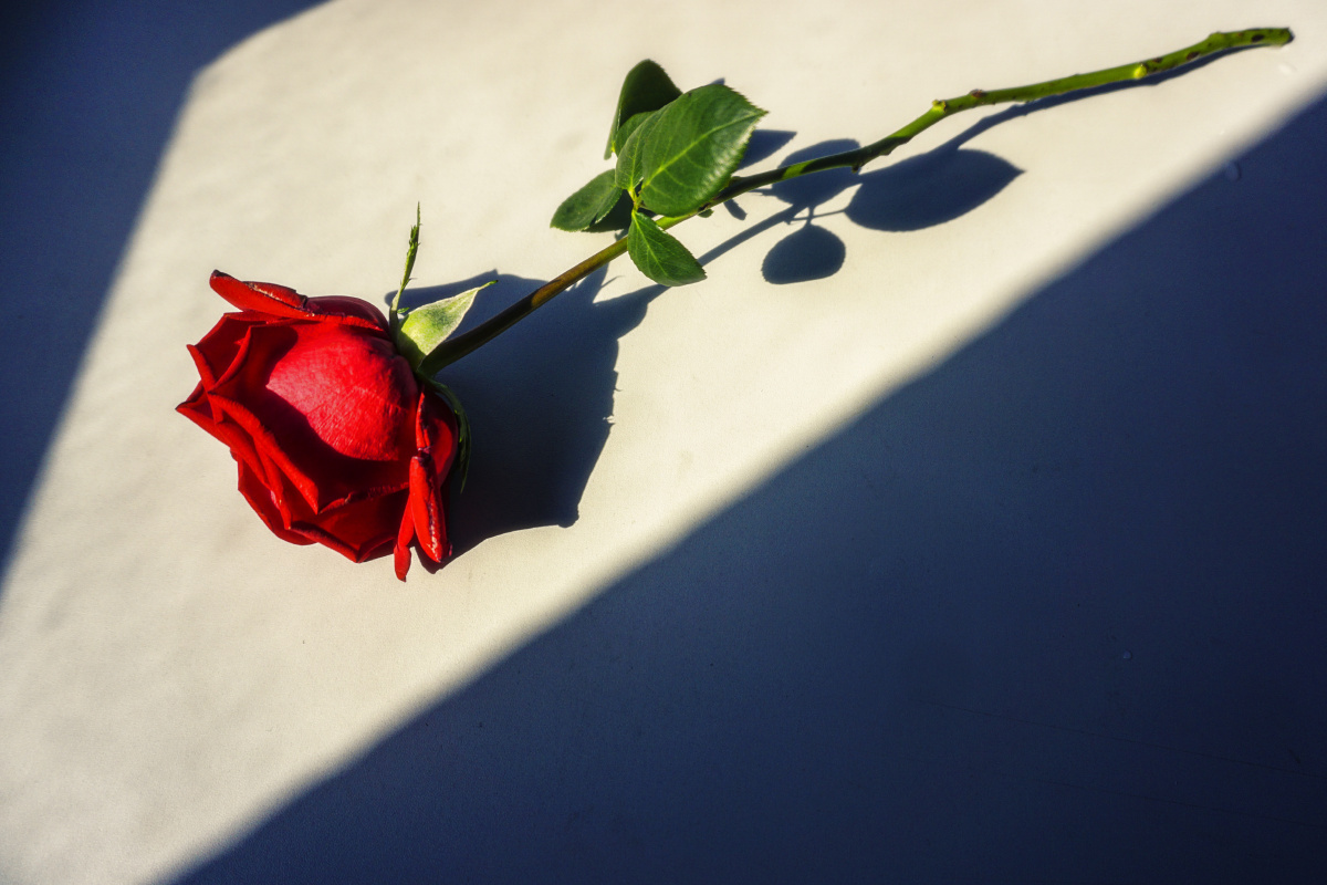 阳光下的红玫瑰