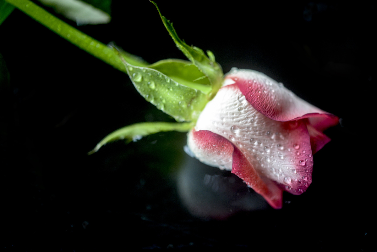 镶着红边的白玫瑰