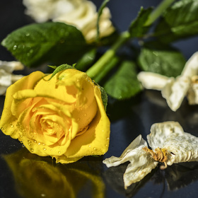 阿多尼斯的玫瑰(八)