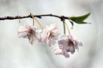 八重红枝垂