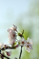 神代曙