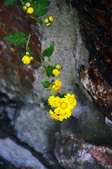 顾村公园3.jpg