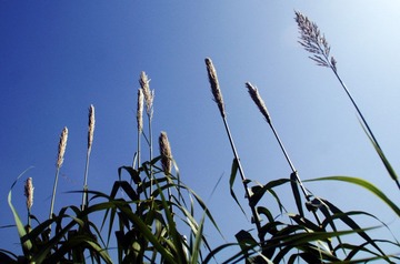 顾村公园6.jpg