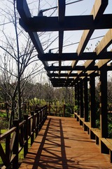顾村公园7.jpg