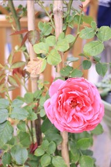 CAD193C9-A670-46E5-97F1-6DB64AF77736/L0/001