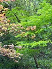 0DEE5CA2-7CEC-48BB-A3C1-DD95DD8C6ECC/L0/001