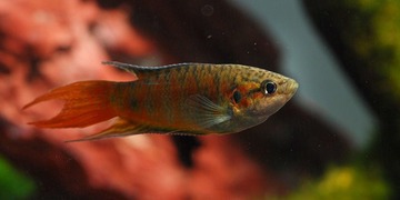 普叉18