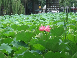 IMG_6789.JPG