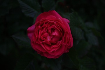 9B1B66CA-0047-4786-B909-6B4BC2D2A66F/L0/001