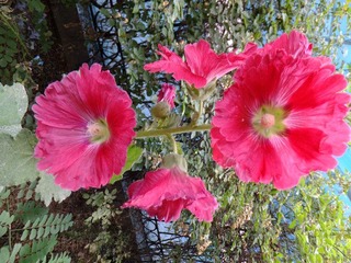 DSCF3337.JPG
