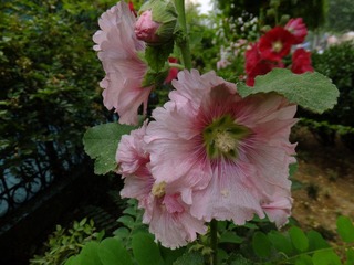 DSCF3338.JPG