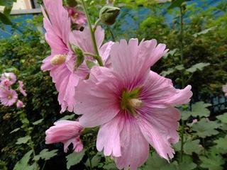 DSCF3339.JPG