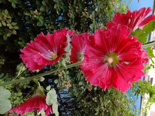 DSCF3342.JPG