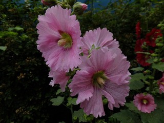DSCF3343.JPG