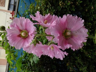 DSCF3344.JPG
