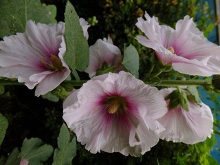 DSCF3346.JPG