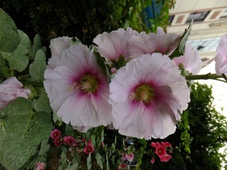 DSCF3349.JPG