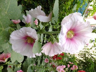 DSCF3350.JPG