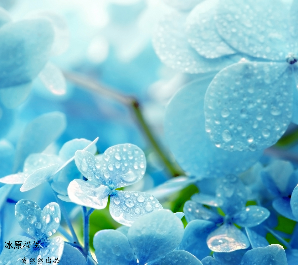 本题材由冰原提 br />     肖然然出品