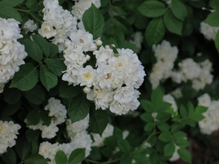 116476CF-200F-41F1-AFC9-3044C0B003A1/L0/001